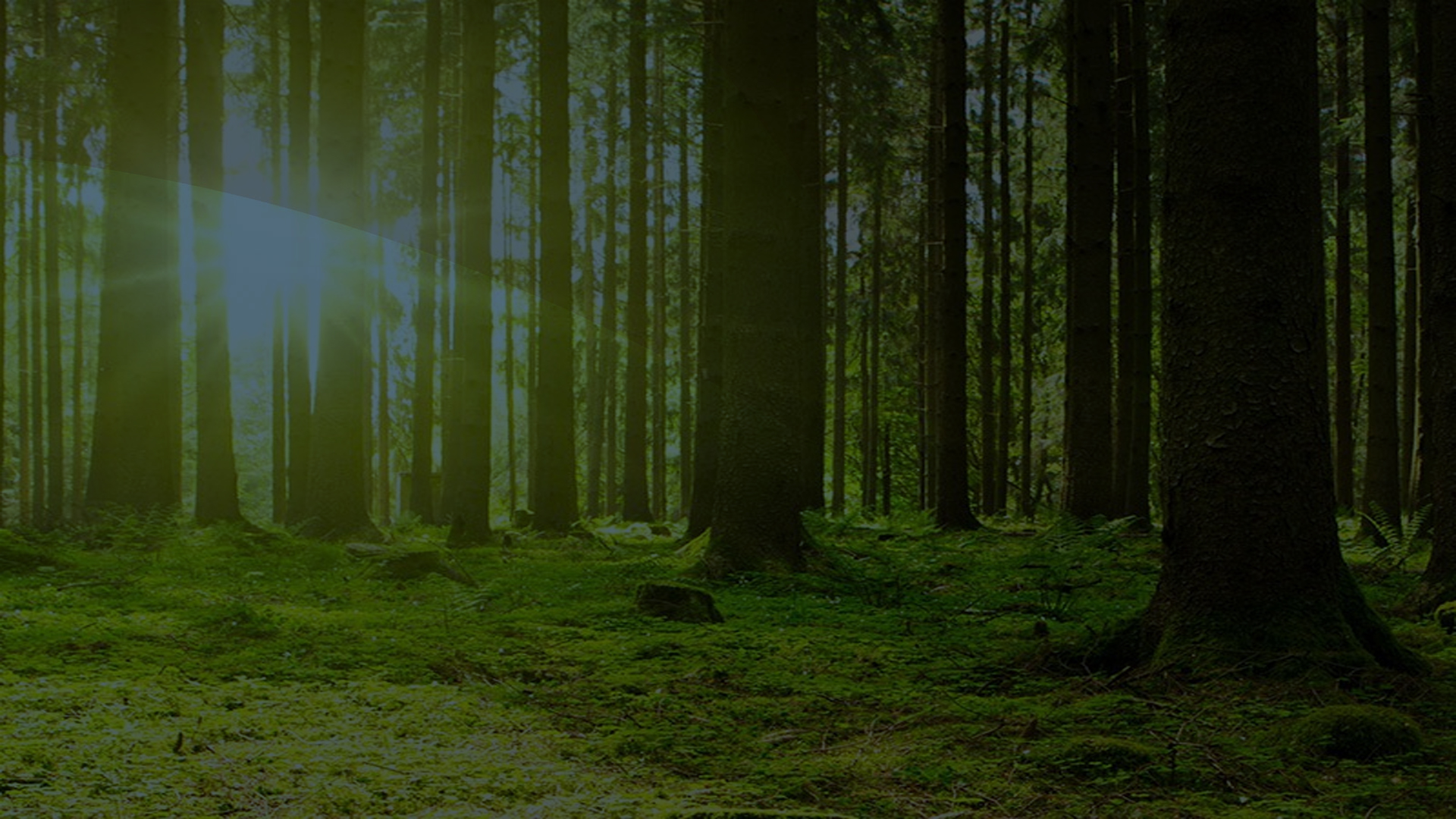 Sunlight glinting through a forest